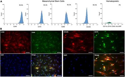 Biomolecules resveratrol + coenzyme Q10 recover the cell state of human mesenchymal stem cells after 1-methyl-4-phenylpyridinium-induced damage and improve proliferation and neural differentiation